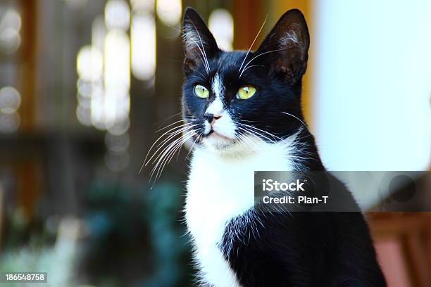 Schwarze Und Weiße Katze Stockfoto und mehr Bilder von Domestizierte Tiere - Domestizierte Tiere, Ernst, Fotografie