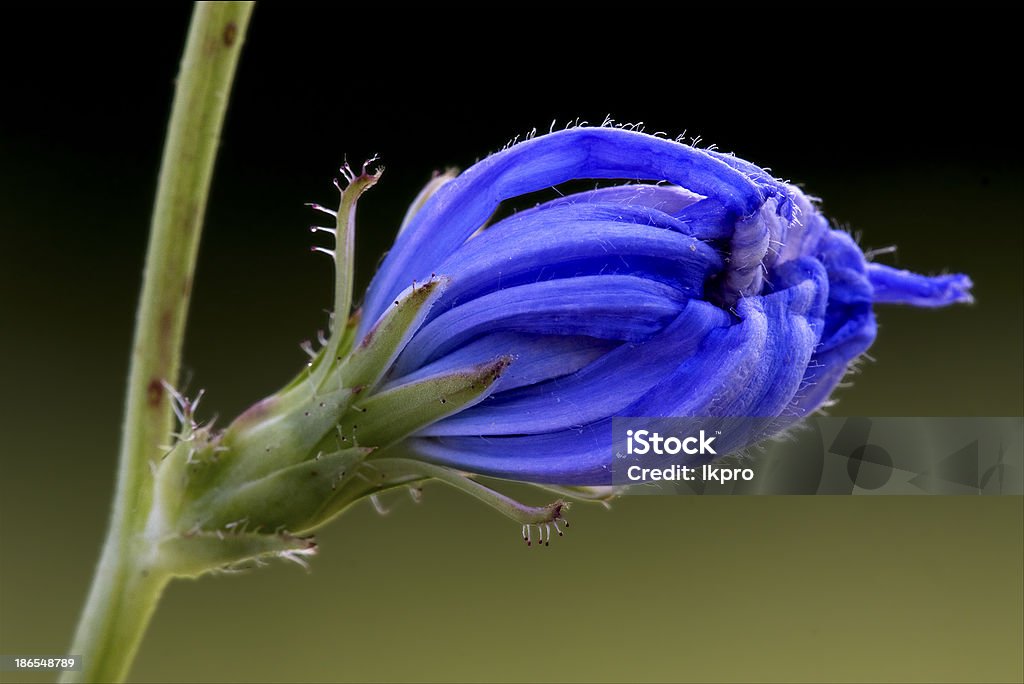 Azul cichorium intybus pumilium Composição - Royalty-free Abril Foto de stock