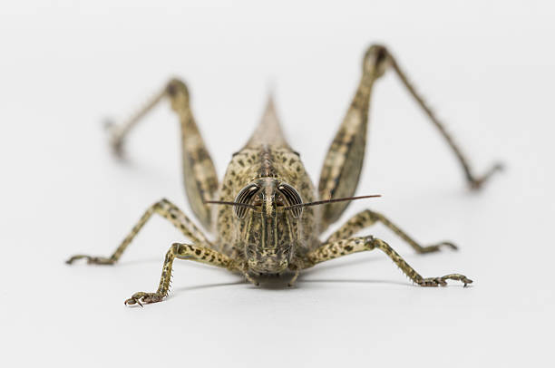 breve cornuto cavalletta - locust epidemic grasshopper pest foto e immagini stock