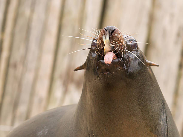 istock South American Sea Lion (Otaria flavescens) 186549263