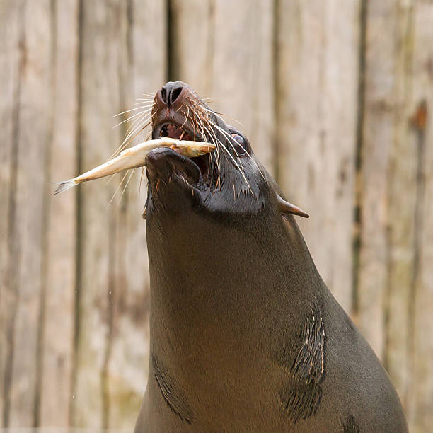 istock South American Sea Lion (Otaria flavescens) 186549303
