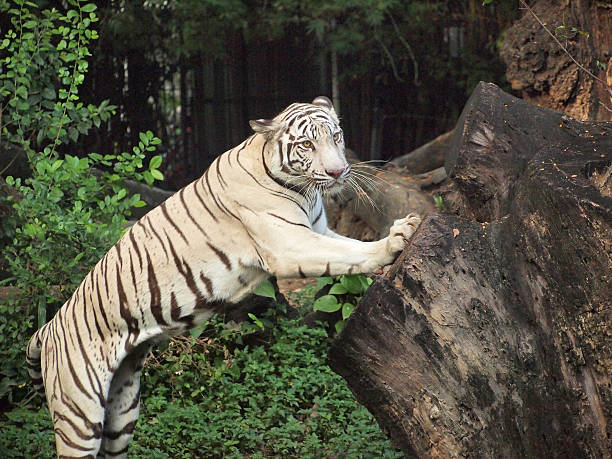 istock White tiger action in the zoo 186549406