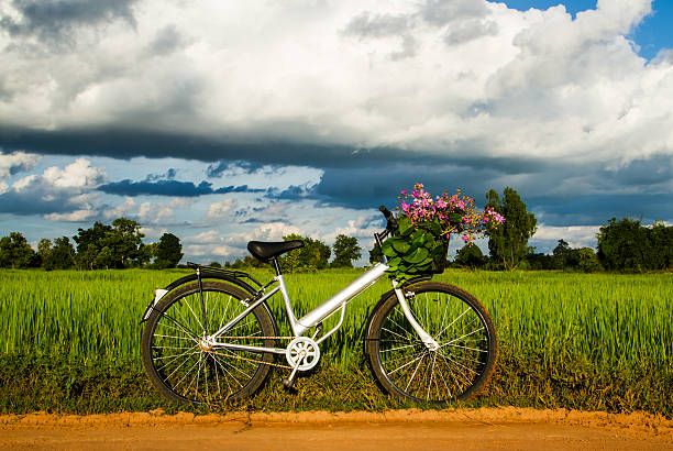 Bicycle in the rice field stock photo