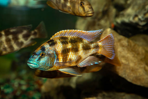 istock Golden Leopard. Haplochromis is a leopard. Nimbochromis venustus. Close-up. 1865506039
