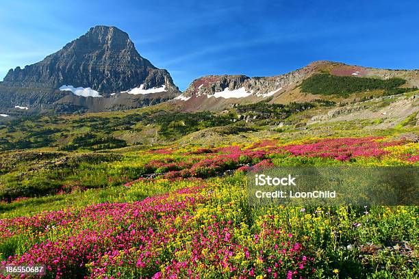 Alpine Meadows Stock Photo - Download Image Now - Blue, Flower, Horizontal