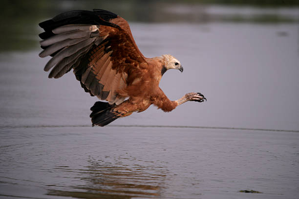 Black-collared hawk, Busarellus nigricollis, single bird in flight, Brazil
