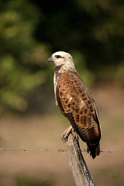 istock Black-collared hawk, Busarellus nigricollis 186550865