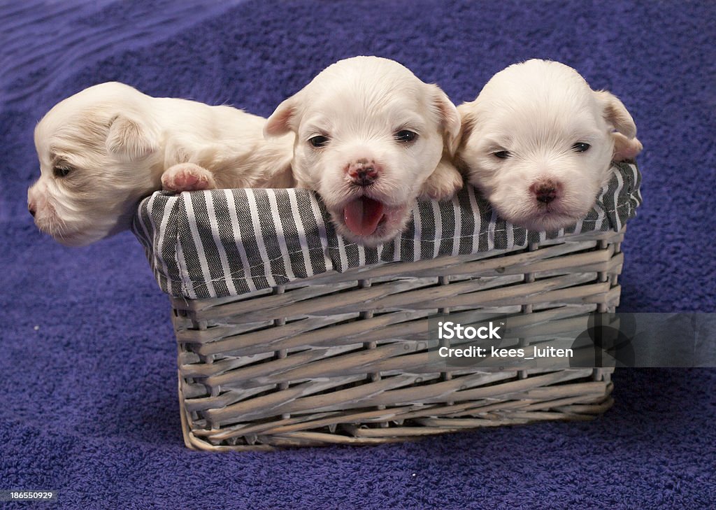 Shitzu cachorros em um cesto - Royalty-free Animal Foto de stock