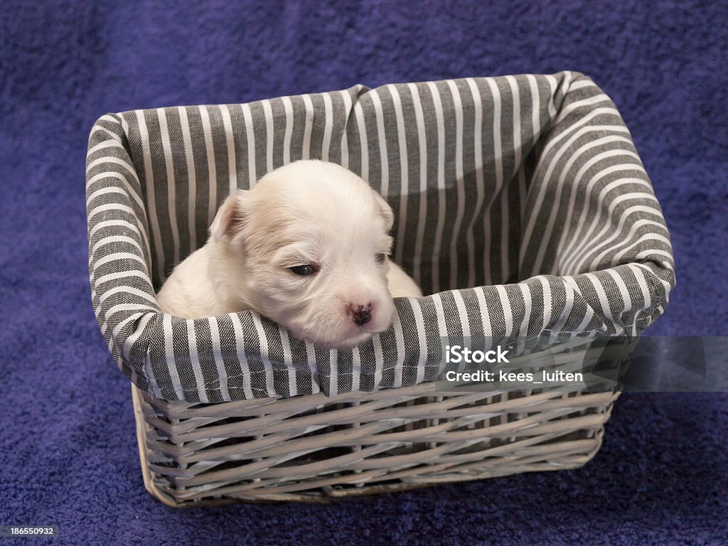 Shitzu chiots dans un panier - Photo de Animaux de compagnie libre de droits