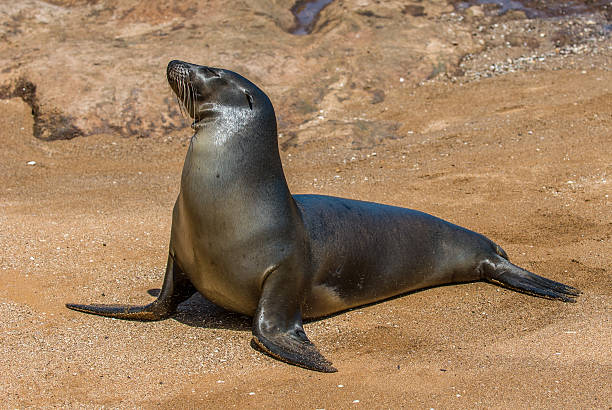 istock Sea lion, Galapagos islands, Ecuador 186551018