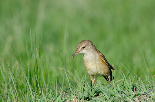 Great Reed Warbler (Acrocephalus arundinaceus), close-up of the bird feeding among the grasses in a wetland in spring.