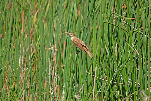 Great Reed Warbler (Acrocephalus arundinaceus), close-up of the bird singing in the reeds in the early morning in spring.