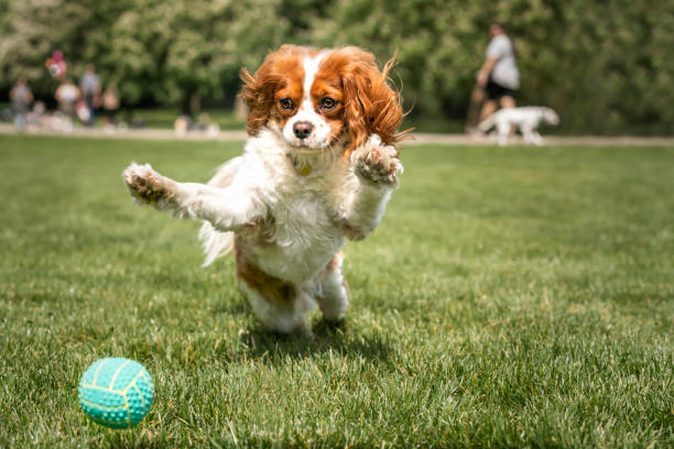 istock King Charles Cavalier Dog jumping after a ball all paws up 1865511712