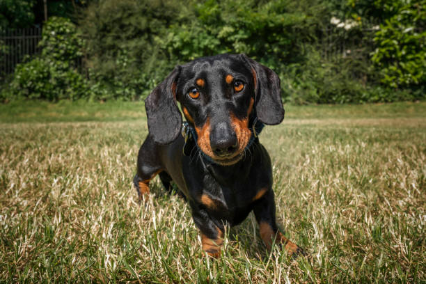 istock Black and Tan Dachshund close up looking directly at the camera in a field 1865511891