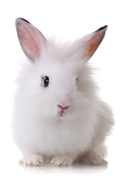 istock portrait of a little rabbit 186551236