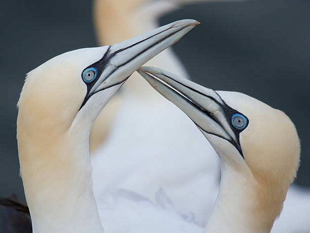 istock Loving couple of gannets 186551239