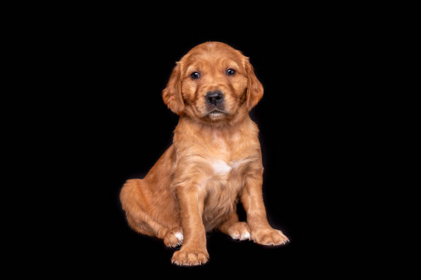 istock Golden Retriever Puppy sitting in a studio portrait with black plain background 1865512935