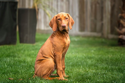 Vizsla dog looking directly at the camera sitting in the garden