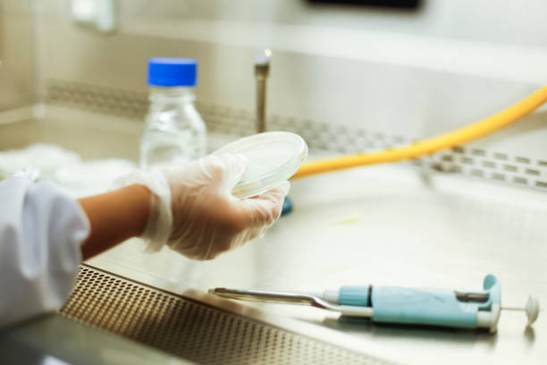 istock science research at the microbiology laboratory, microbiology 1865520446
