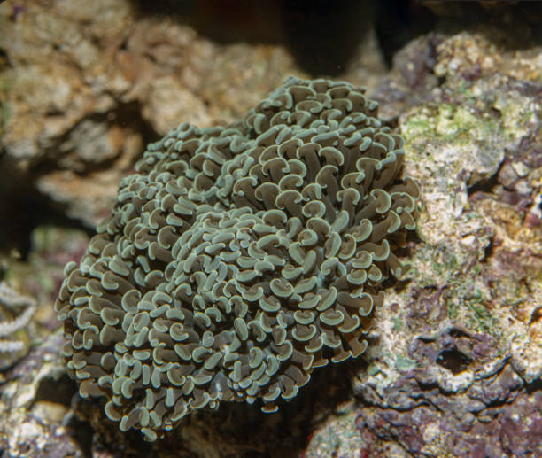 istock Euphyllia ancora,  Fimbriaphyllia ancora or Euphyllia ancora,  is a hard coral. Euphylliidae. It is known by several common names, including anchor coral and hammer coral, or less frequently as sausage coral, ridge coral, or bubble honeycomb coral. 1865528252