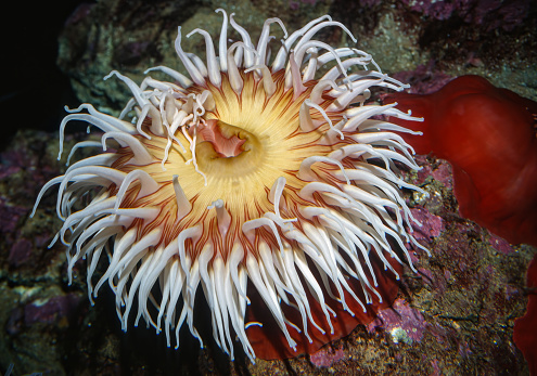 Urticina piscivora or Tealia piscivora, common names fish-eating anemone and fish-eating urticina is a northeast Pacific species of sea anemone in the family Actiniidae. Monterey Bay, California.