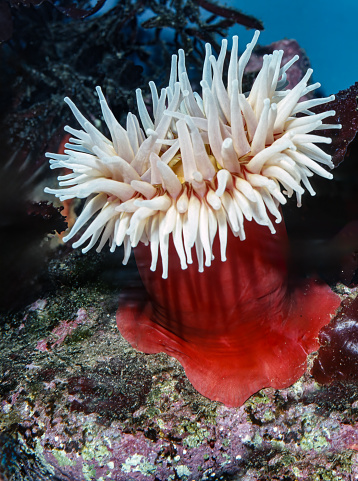 Urticina piscivora or Tealia piscivora, common names fish-eating anemone and fish-eating urticina is a northeast Pacific species of sea anemone in the family Actiniidae. Monterey Bay, California.