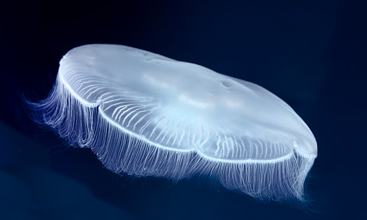 Aurelia aurita (also called the common jellyfish, moon jellyfish, moon jelly or saucer jelly) is a species of the family Ulmaridae. The jellyfish is almost entirely translucent. Monterey Bay, California.