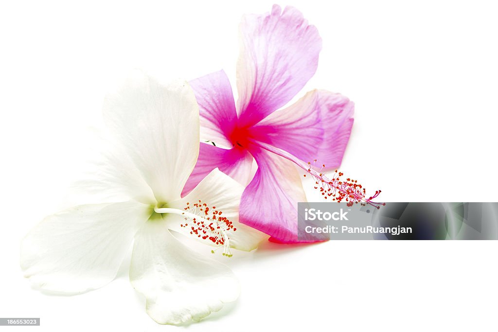 Hibisco Rosa y blanco - Foto de stock de Belleza libre de derechos