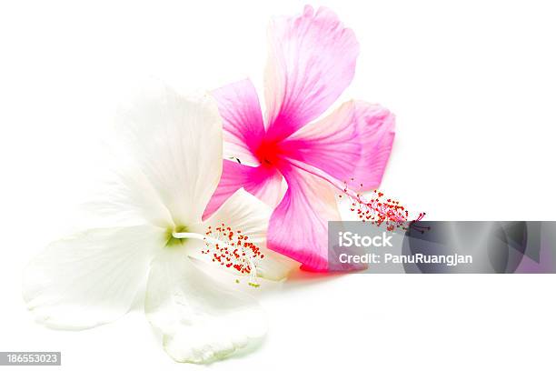 Hibisco Rosa Y Blanco Foto de stock y más banco de imágenes de Belleza - Belleza, Belleza de la naturaleza, Blanco - Color