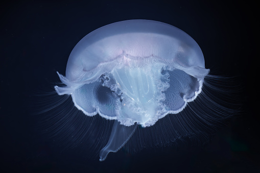 A group of beautiful jellyfish swimming in deep blue water. Theriology, tourism, diving, underwater life.