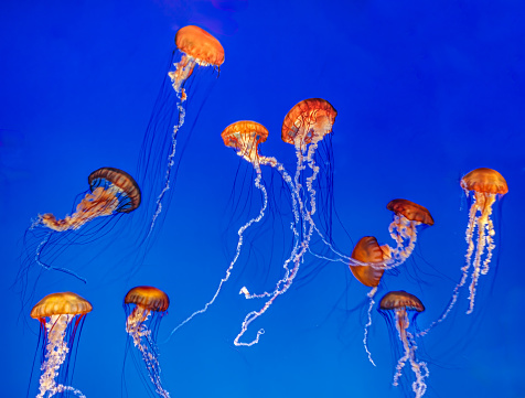 The Pacific sea nettle (Chrysaora fuscescens), or West Coast sea nettle, is a widespread planktonic scyphozoan cnidarianor medusa, jellyfish or jelly that lives in the northeastern Pacific Ocean. Monterey Bay, California.