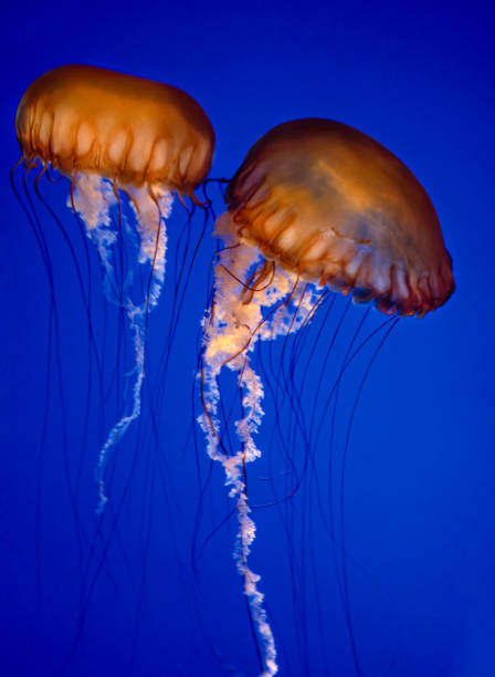l'ortica di mare del pacifico (chrysaora fuscescens), o ortica di mare della costa occidentale, è uno scinfozoo planctonico cnidariano (o medusa, "medusa" o "medusa") che vive nell'oceano pacifico nord-orientale. baia di monterey, california. - scyphozoan foto e immagini stock