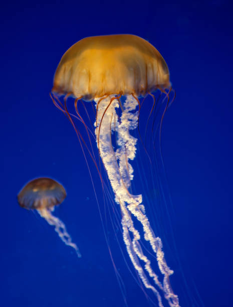 a urtiga marinha do pacífico (chrysaora fuscescens), ou urtiga marinha da costa oeste, é um cnidário cifozoário planctônico amplamente difundido - ou medusa, "água-viva" ou "água-viva" - que vive no nordeste do oceano pacífico. baía de monterey, c - scyphozoan - fotografias e filmes do acervo