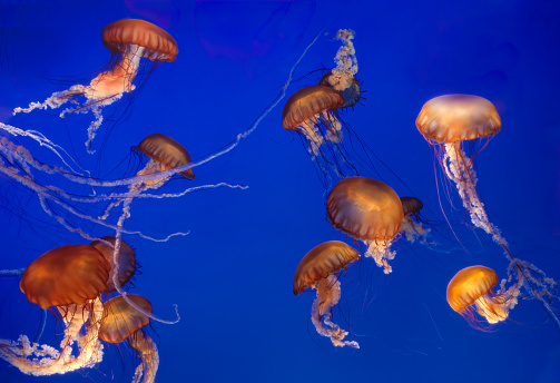 A horizontal frame with several glowing Sea Nettle Jellyfish gracefully gliding together against a rich royal blue background