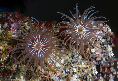 Epiactis prolifera, the brooding, proliferating or small green anemone, is a species of marine invertebrate in the family Actiniidae.  It has a feature rare among animals in that all individuals start life as females but develop testes later in their lives to become hermaphrodites. Monterey Bay, California.