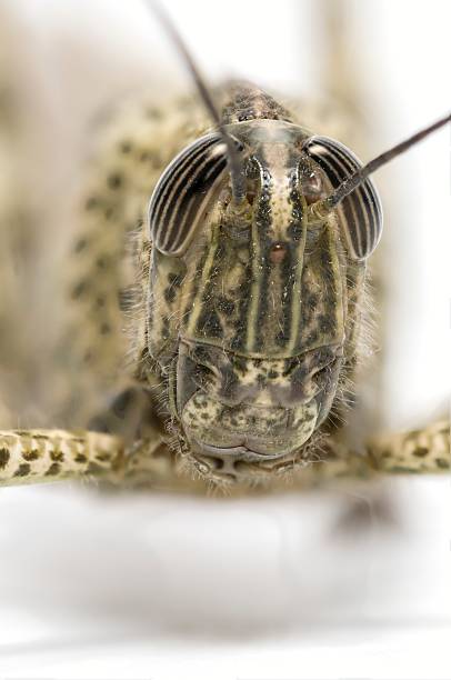 breve cornuto cavalletta - locust epidemic grasshopper pest foto e immagini stock