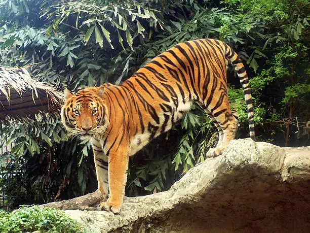 Photo of Royal bengal tiger