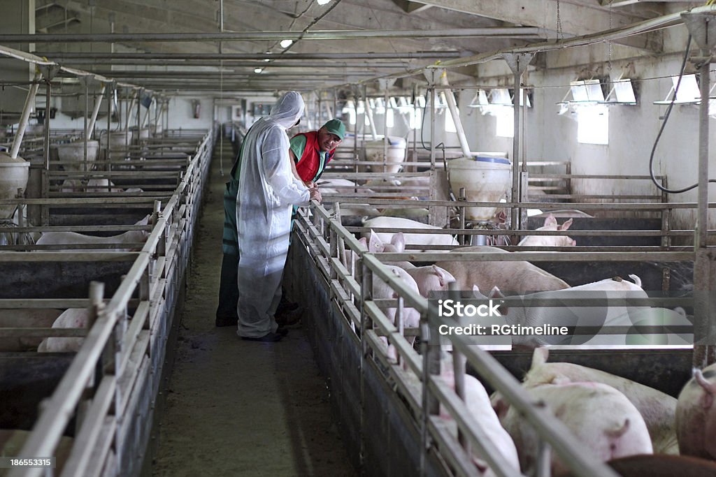 Tres trabajadores de las granjas - Foto de stock de Cerdo libre de derechos