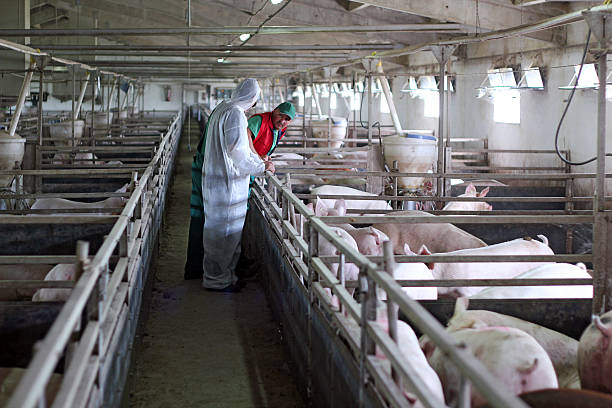 istock Three farm workers with a bunch of pigs 186553315