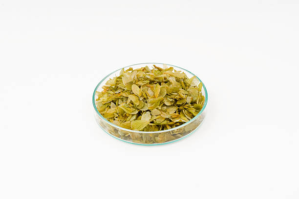 hops flower tea stock photo