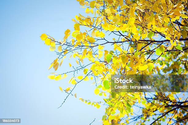 Herbst Blätter Mit Sonnenlicht Stockfoto und mehr Bilder von Ahorn - Ahorn, Ast - Pflanzenbestandteil, Baum