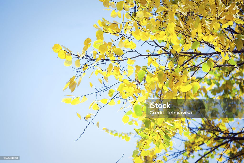 가을 낙엽, 햇빛 - 로열티 프리 0명 스톡 사진