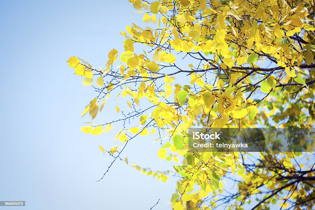 Folhas de outono com luz solar - Royalty-free Amarelo Foto de stock