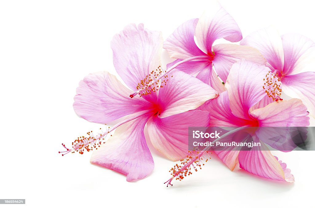 Hibisco rosa - Foto de stock de Arbusto libre de derechos