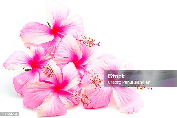Ibisco Rosa - Fotografie stock e altre immagini di Bellezza - Bellezza, Bellezza naturale, Bianco