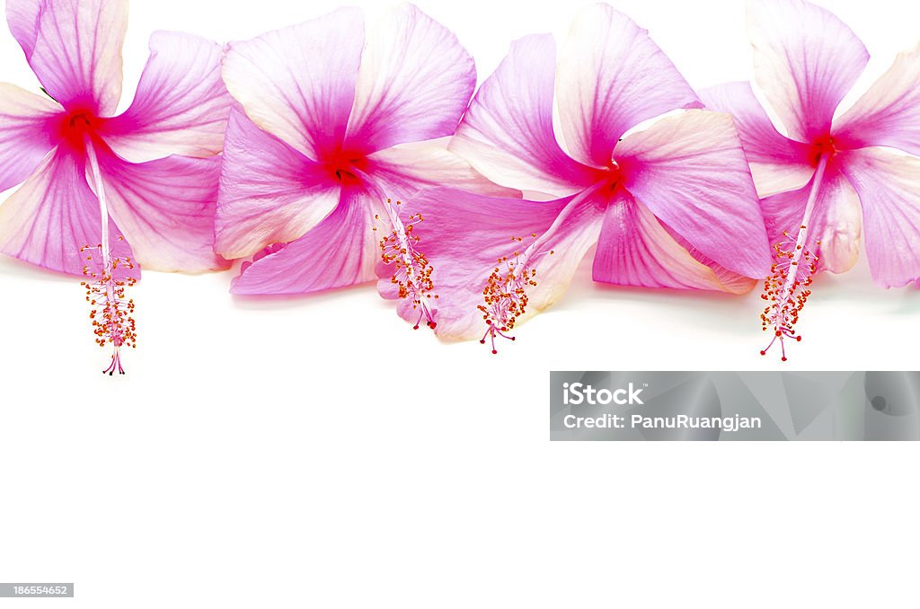Różowy Hibiskus - Zbiór zdjęć royalty-free (Bez ludzi)