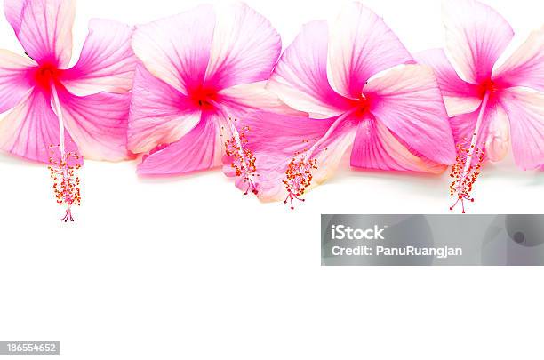 Różowy Hibiskus - zdjęcia stockowe i więcej obrazów Bez ludzi - Bez ludzi, Białe tło, Biały