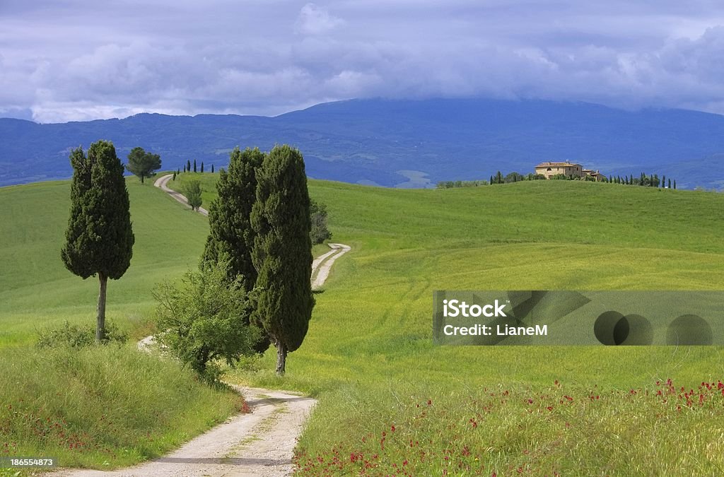 Tuscany cyprès et de - Photo de Arbre libre de droits