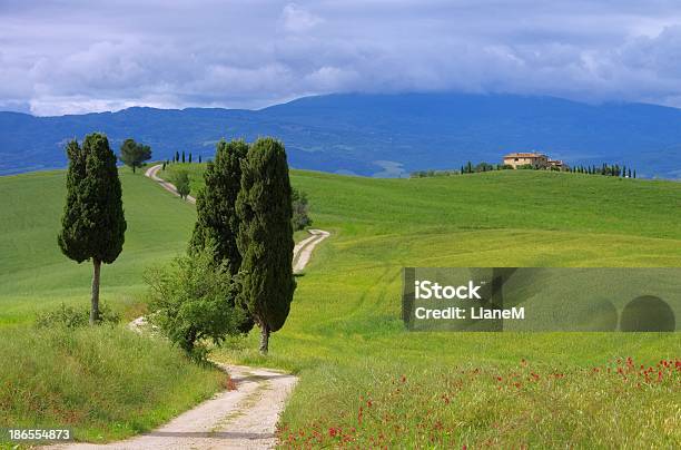 Photo libre de droit de Tuscany Cyprès Et De banque d'images et plus d'images libres de droit de Arbre - Arbre, Champ, Colline