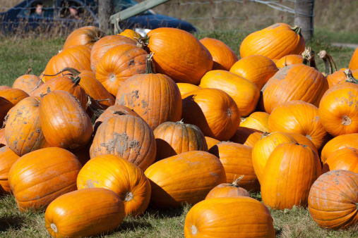 The picture of pumpkins at the farm in Canada